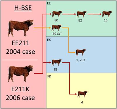 Short incubation periods of atypical H-type BSE in cattle with EK211 and KK211 prion protein genotypes after intracranial inoculation